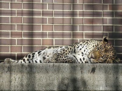 Java-Leopard im Berliner Zoo