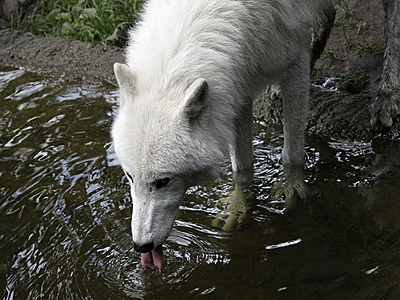 Kanadischer Wolf im Berliner Zoo